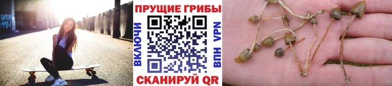 ссылка на мегу рабочий сайт  Бронницы  Псилоцибиновые грибы Psilocybe 